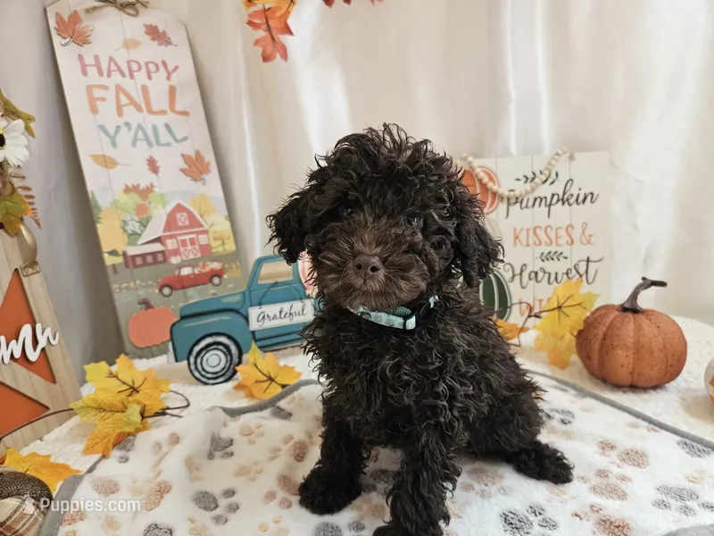 Armstrong – Poodle - Miniature  puppy for sale in Spencerville, IN