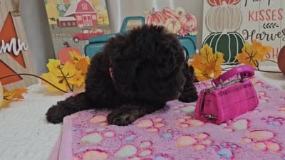 Avalene, a female Poodle - Miniature  for sale in Spencerville, IN – 8 of 8