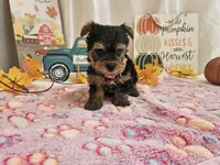 Molly, a female Yorkshire Terrier for sale in Spencerville, IN – 2 of 7