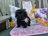 Anise, a female Yorkipoo for sale in Spencerville, IN – 4 of 9