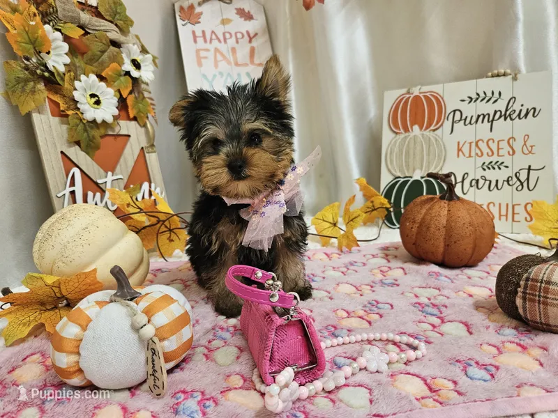 Molly – Yorkshire Terrier puppy for sale in Spencerville, IN