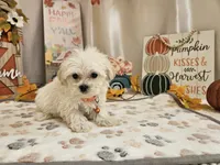 Carson Wayne, a male Maltipoo for sale in Spencerville, IN – 5 of 10