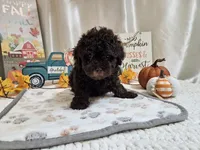 AJ, a male Poodle - Miniature  for sale in Spencerville, IN – 3 of 6