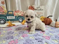 Lucy, a female Maltipoo for sale in Spencerville, IN – 6 of 9