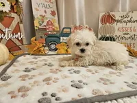 Carson Wayne, a male Maltipoo for sale in Spencerville, IN – 4 of 10