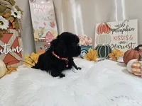 Aden, a male Yorkipoo for sale in Spencerville, IN – 4 of 7