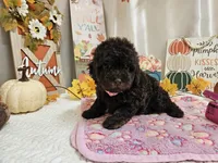 Avalene, a female Poodle - Miniature  for sale in Spencerville, IN – 4 of 8