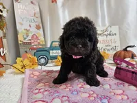 Avalene, a female Poodle - Miniature  for sale in Spencerville, IN – 3 of 8