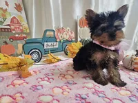 Molly, a female Yorkshire Terrier for sale in Spencerville, IN – 7 of 10