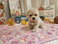 Lisa, a female Maltipoo for sale in Spencerville, IN – 9 of 10