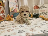 Charlie Ray, a male Maltipoo for sale in Spencerville, IN – 4 of 10