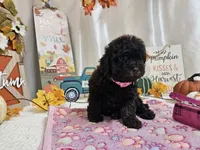 Avalene, a female Poodle - Miniature  for sale in Spencerville, IN – 2 of 8