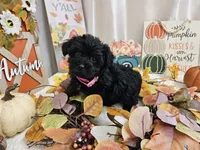 Arianna, a female Yorkipoo for sale in Spencerville, IN – 1 of 7