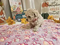 Lisa, a female Maltipoo for sale in Spencerville, IN – 2 of 10