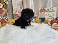 Aden, a male Yorkipoo for sale in Spencerville, IN – 2 of 7