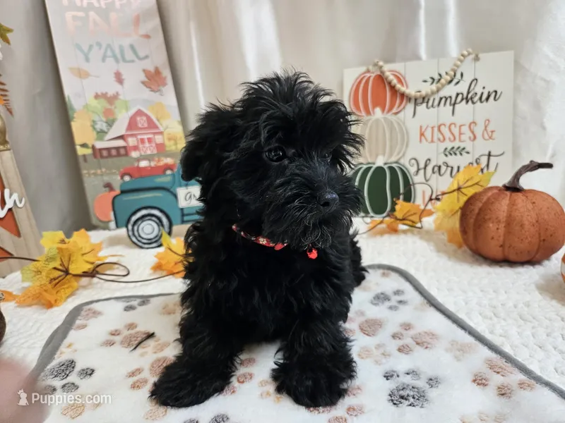 Aden – Yorkipoo puppy for sale in Spencerville, IN