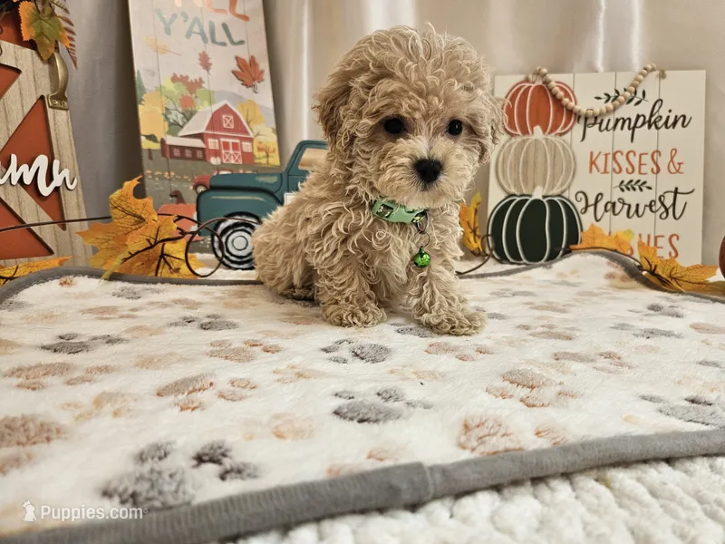 Charlie Ray – Maltipoo puppy for sale in Spencerville, IN