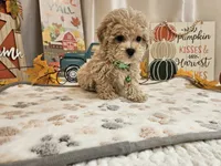 Charlie Ray, a male Maltipoo for sale in Spencerville, IN – 3 of 10