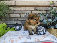 Simba, a male Yorkshire Terrier for sale in Spencerville, IN – 2 of 6