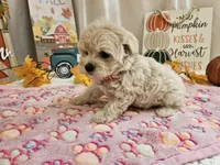 Lisa, a female Maltipoo for sale in Spencerville, IN – 7 of 10