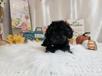 Andy, a male Yorkipoo for sale in Spencerville, IN – 3 of 5