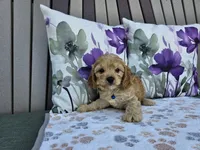 Rex, a male Cavapoo for sale in Spencerville, IN – 6 of 7