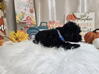 Ace, a male Yorkipoo for sale in Spencerville, IN – 2 of 6
