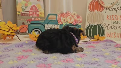 Millie, a female Yorkshire Terrier for sale in Spencerville, IN – 8 of 8