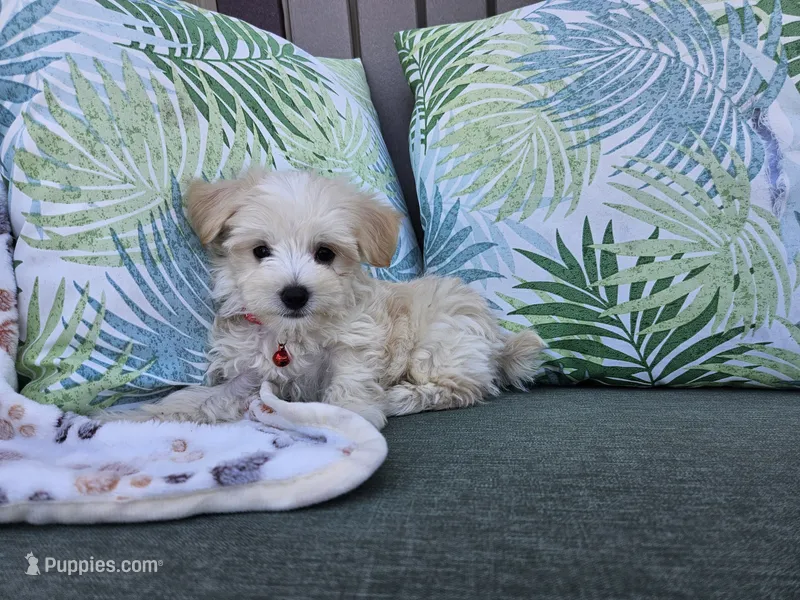 Mario – Maltipoo puppy for sale in Spencerville, IN