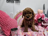 processed/01f8bade-9f05-407d-8a65-b6e8b1fcf786/listing/489b2c97-078d-45a8-9656-359e5874a2d9/d7db20ff-6787-4c0b-b384-63764c7d29c0