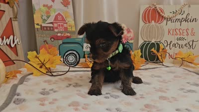 Mason, a male Yorkshire Terrier for sale in Spencerville, IN – 7 of 7