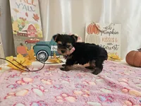 Molly, a female Yorkshire Terrier for sale in Spencerville, IN – 6 of 7