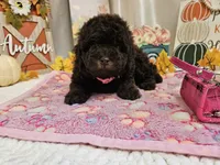 Avalene, a female Poodle - Miniature  for sale in Spencerville, IN – 5 of 8