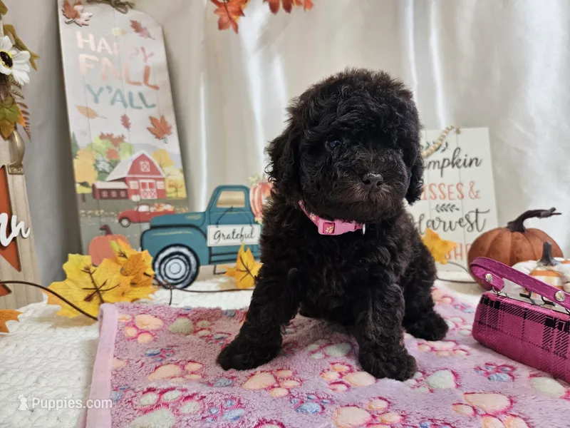 Avalene – Poodle - Miniature  puppy for sale in Spencerville, IN
