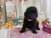 Avalene, a female Poodle - Miniature  for sale in Spencerville, IN – 1 of 8