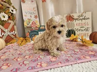 Cupcake Sue, a female Maltipoo for sale in Spencerville, IN – 6 of 9