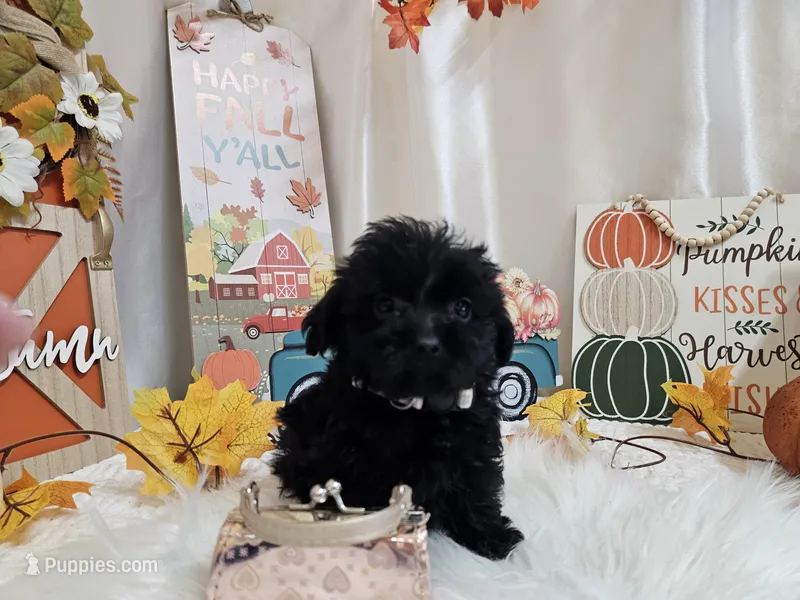 Ava – Yorkipoo puppy for sale in Spencerville, IN