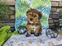 Simba, a male Yorkshire Terrier for sale in Spencerville, IN – 5 of 6