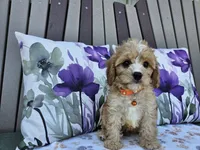 Ruger, a male Cavapoo for sale in Spencerville, IN – 3 of 6