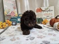 AJ, a male Poodle - Miniature  for sale in Spencerville, IN – 2 of 6
