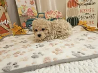 Charlie Ray, a male Maltipoo for sale in Spencerville, IN – 8 of 10