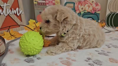 Landon, a male Maltipoo for sale in Spencerville, IN – 9 of 9