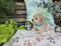 Micah, a male Maltipoo for sale in Spencerville, IN – 5 of 7