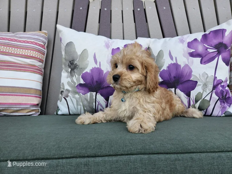 Rex – Cavapoo puppy for sale in Spencerville, IN