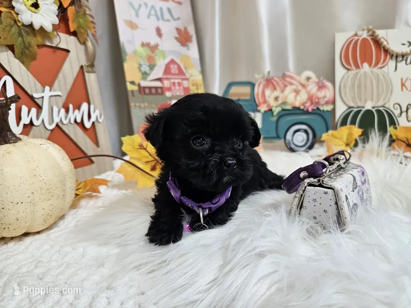 Anna – Yorkipoo puppy for sale in Spencerville, IN