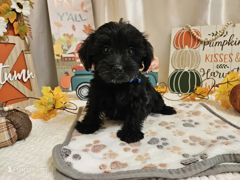 Ace – Yorkipoo puppy for sale in Spencerville, IN
