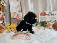 Ava, a female Yorkipoo for sale in Spencerville, IN – 6 of 7