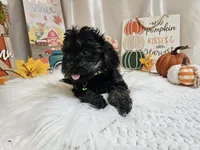 Andy, a male Yorkipoo for sale in Spencerville, IN – 4 of 5