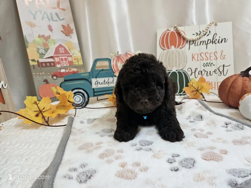 Arnold – Poodle - Miniature  puppy for sale in Spencerville, IN