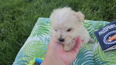 Mario, a male Maltipoo for sale in Spencerville, IN – 8 of 8